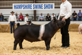 Learn to Walk a Show Pig